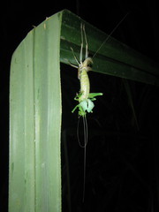 Austrosalomona destructor