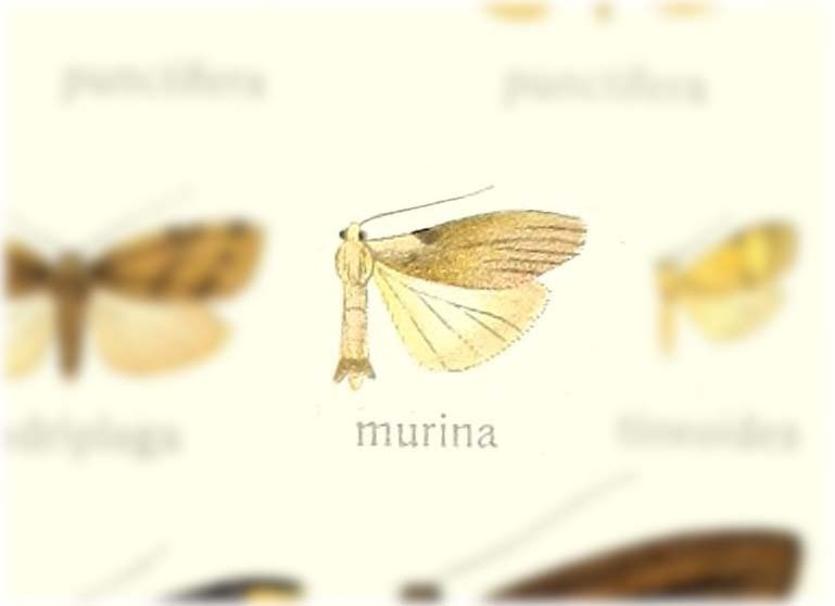 Teulisna murina