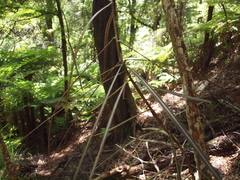 Pseudopanax crassifolius