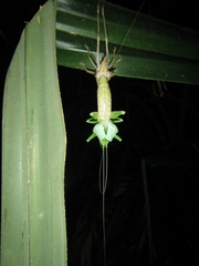 Austrosalomona destructor