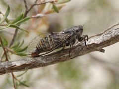 Atrapsalta furcilla