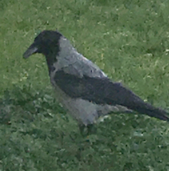 Corvus cornix