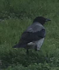 Corvus cornix