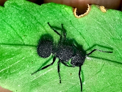 Echinopla melanarctos