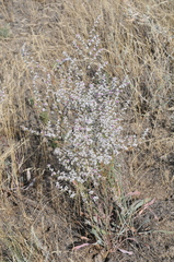 Goniolimon callicomum