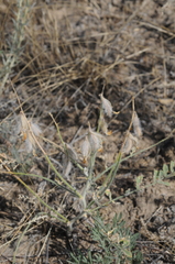 Astragalus turczaninowii