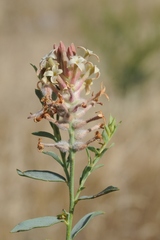 Diarthron ammodendron