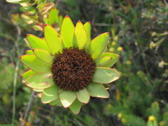Leucadendron elimense elimense