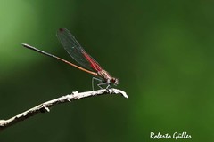 Hetaerina rosea