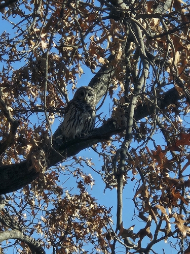 View observation of {o.common_name} on iNaturalist