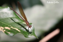 Hetaerina rosea