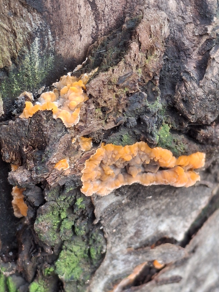 Phlebia radiata · December 2025 · photo: © paulround1985 (iNaturalist, cc0)