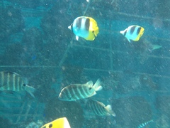 Chaetodon ulietensis