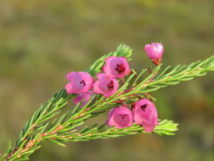 Erica axilliflora
