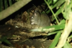 Uromys caudimaculatus