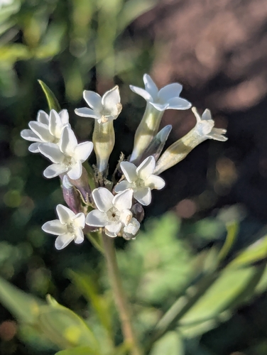 Palmer's bluestar (Amsonia palmeri)