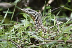 Varanus scalaris