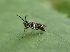 Alysson spinosus