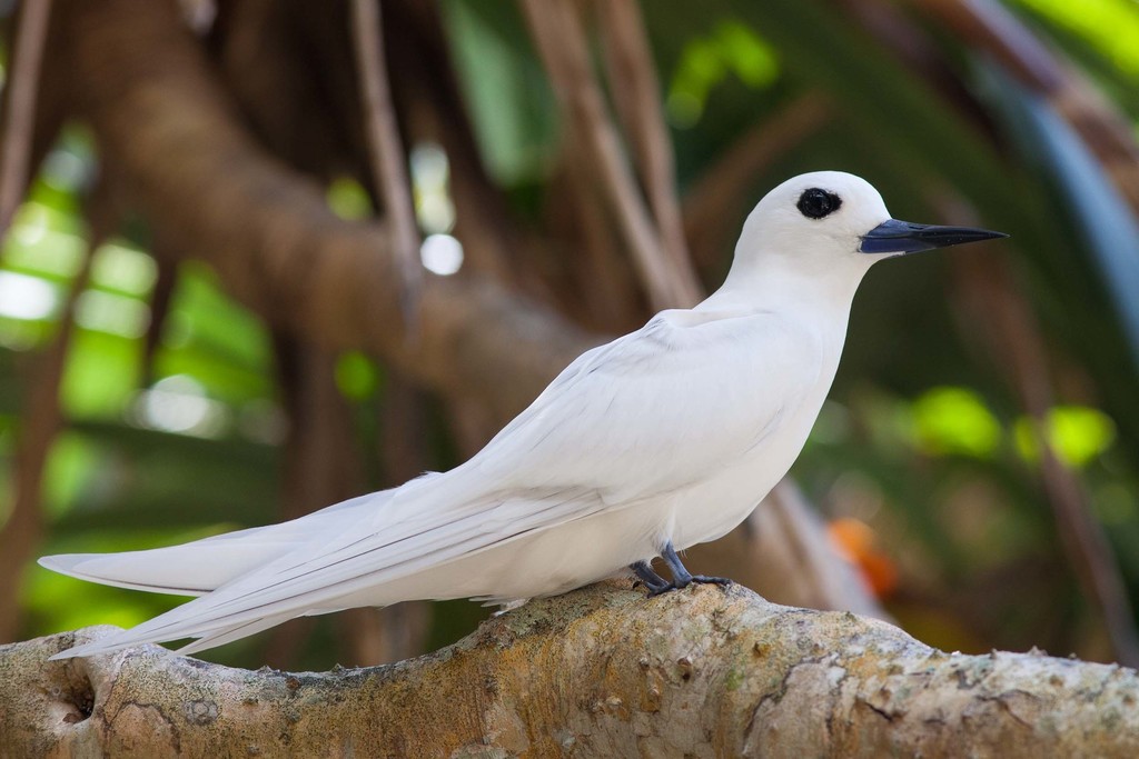 Blue-billed White-Tern photo