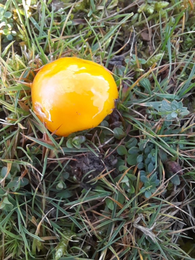 Hygrocybe chlorophana · December 2025 · photo: © arthurpearson24 (iNaturalist, cc0)