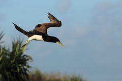 Sula leucogaster plotus