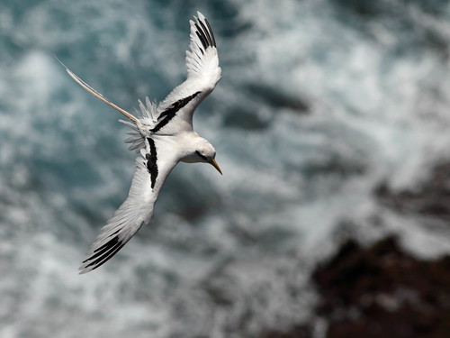 White-tailed Tropicbird