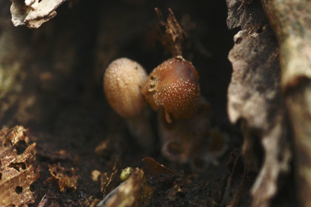 Micacei · December 2025 · photo: © cryptomarasmius (iNaturalist, cc-by)