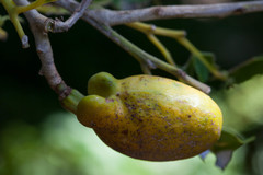 Arytera neoebudensis