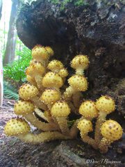 Pholiota adiposa