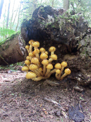Pholiota adiposa
