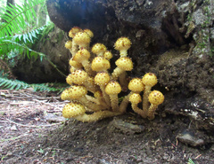 Pholiota adiposa