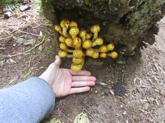 Pholiota adiposa