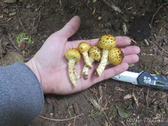 Pholiota adiposa