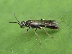 Alysson spinosus