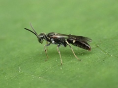 Alysson spinosus