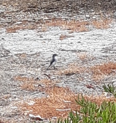 Eopsaltria georgiana