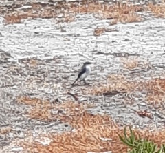 Eopsaltria georgiana