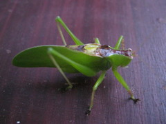 Hexacentrus unicolor