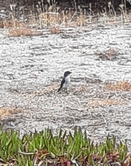 Eopsaltria georgiana