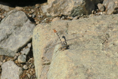 Paragomphus sinaiticus