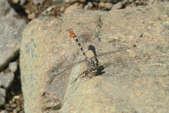 Paragomphus sinaiticus