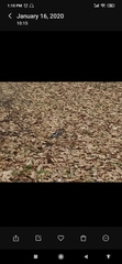 Garrulus glandarius