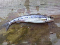 Erimystax dissimilis