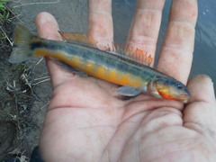 Percina aurantiaca