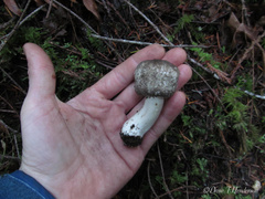 Agaricus moelleri