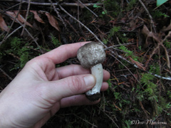 Agaricus moelleri