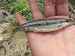 Erimystax dissimilis