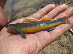 Percina aurantiaca