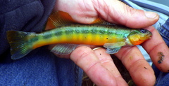 Percina aurantiaca