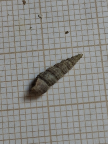 Bittium reticulatum